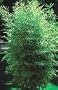 Buddha's Belly Bamboo Five Gallon