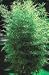 Buddha's Belly Bamboo Five Gallon