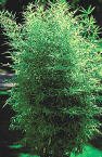 Buddha's Belly Bamboo