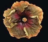 NEW!!! Cajun Color Hibiscus Voodoo Magic