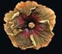 Cajun Color Hibiscus "Voodoo Magic"