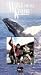 Whale For the Killing