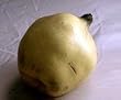Orange Quince Tree Five Gallon