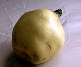 Orange Quince Tree Five Gallon