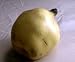 Orange Quince Tree Five Gallon