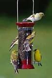 Droll Yankees 8 Metal Thistle Feeder-4 Ports Burgandy