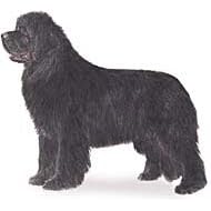 7.5cm x 5cm Acrylic Fridge Magnet-Newfoundland