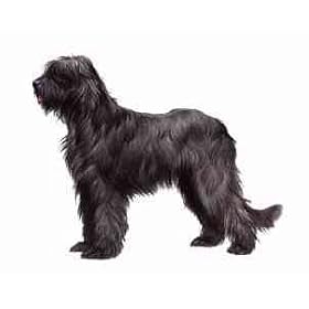 7.5cm x 5cm Acrylic Fridge Magnet-Briard1