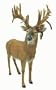 Hunter Dan Lovstuen Buck