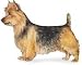 Australian Terrier 21MQuBVMMOL. SL75 Australian Terrier