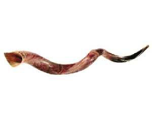 Jumbo Yemenite Shofar