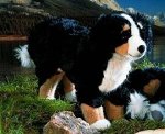 Kösener 4720 - Berner Sennenhund, stehend Kösener 4720 - Berner Sennenhund, stehend