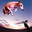 Flying Dog