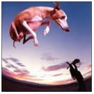 Flying Dog