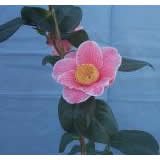 Review   / Camellia Adelina Patti