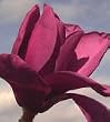 Saucer Magnolia Vulcan Five Gallon Tree