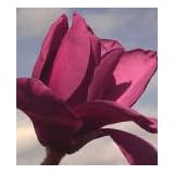 Saucer Magnolia Vulcan Five Gallon Tree