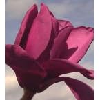 Saucer Magnolia Vulcan Five Gallon Tree by 