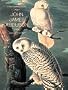 First Impressions: John James Audubon