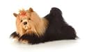 Plush Fergie Yorkshire Terrier Mini Flopsie 8"