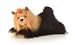 Fergie the Yorkshire Terrier Aurora Mini Flopsies Plush