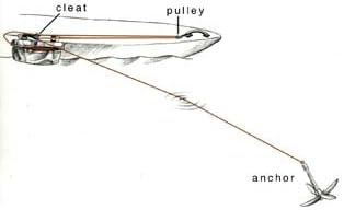 Wildwasser Anchor System