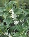 " Fortunes " Fragrant Tea Olive Shrub (1 to 2 Year Plants) 8"-12" Tall, Well Branched, Very Full