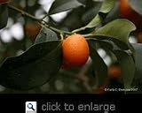 Fukushu Kumquat Tree Topiary Semi Dwarf Five Gallon Plant