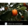 Fukushu Kumquat Tree Topiary Five Gallon Plant