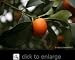 Fukushu Kumquat Tree Topiary Semi Dwarf Five Gallon Plant