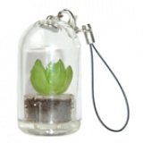 Eigenschaften Plantochi Crown / Plantochi Crown