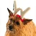 Reindeer Antlers Large 5.5Wx6.375H In
