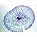 Monocot and Dicot Roots