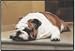 BULL DOG / PORCH DOORMAT Art by Barrie Barnett