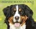 Just Bernese Mountain Dogs 2010 Wall Calendar