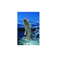 Kalender, Angeln