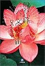 般若心経二六二文字の宇宙 (小学館文庫)