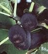 Black Mission Fig Tree Premium Five Gallon by Monrovia Growers