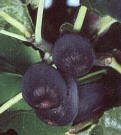 "Black Mission" Fig Tree Premium Five Gallon