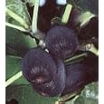 "Black Mission" Fig Tree Premium Quality Five Gallon