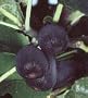 Black Mission Fig Tree, Five Gallon Container by Monrovia Growers