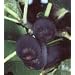 Black Mission Fig Tree, Five Gallon Container by Monrovia Growers
