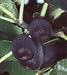 "Black Mission" Fig Tree Premium Five Gallon