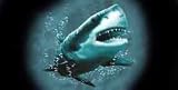 AIRBRUSHED LICENSE PLATES -SHARK - #1576