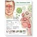 PT# Understanding the Common Cold Chart by Tremetrics