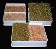 Sprout Master Triple Sprouter