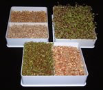 Sprout Master Triple Sprouter by Sprout Master Best Prices