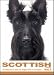 THE DOG Notecard Vol. 1 - Scottish Terrier