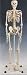 Search : Skeleton Model Plastic