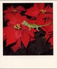 Nobuyoshi Araki Polaeroid